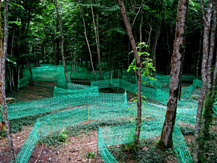 Préparation du parcours du futur labyrinthe de buis dans la forêt de Cohons (2000 m2), 2008