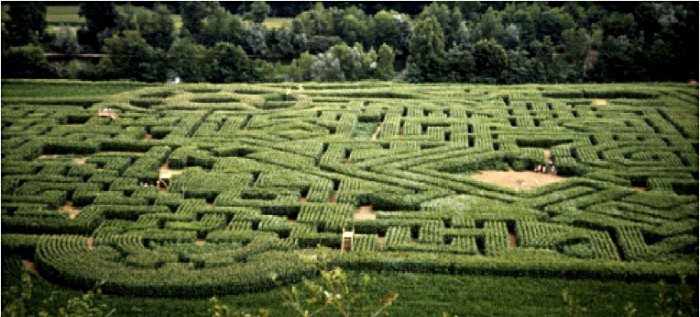 Martel, labyrinthe en maïs (4,5 h) pour le parc de loisirs Labyrinthus (vallée de la Dordogne), 1998